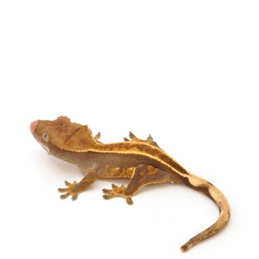 Pinstripe Crested Gecko